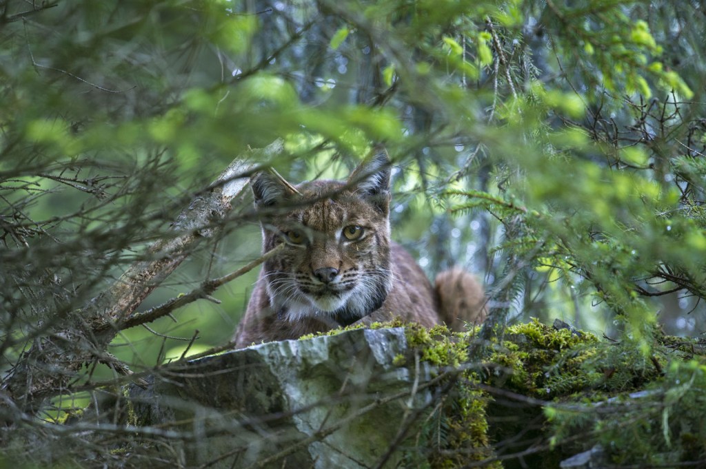 Lynx |Copyright Geslin Laurent
