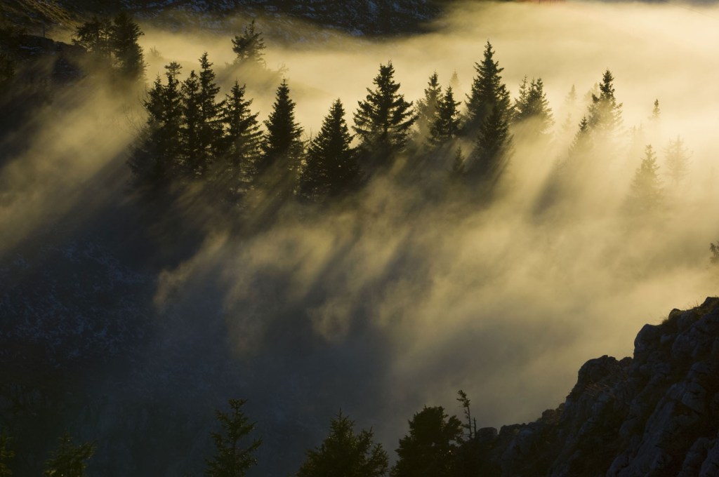Lynx |Copyright Geslin Laurent