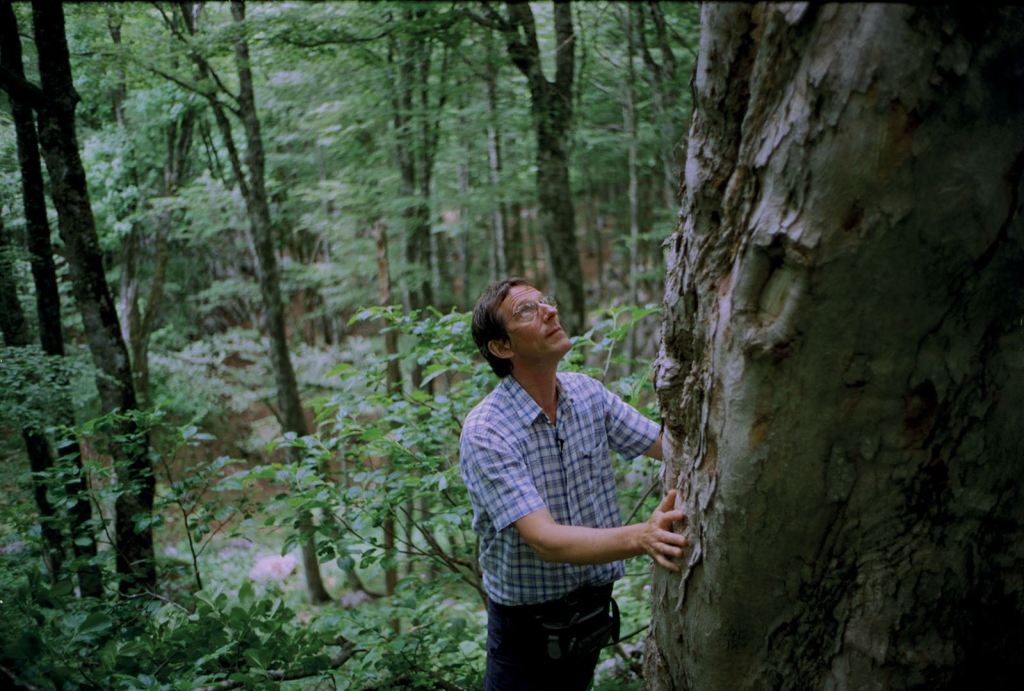 La Symphonie des arbres | Copyright Urban Distribution