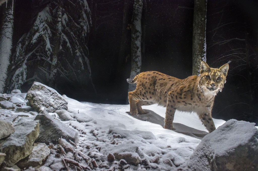 Lynx |Copyright Geslin Laurent